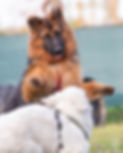 IMG-20191109-WA0018.jpg