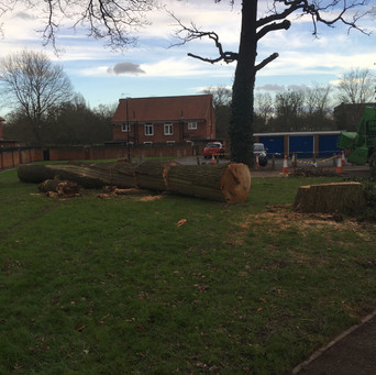 Bennetts Tree Care 006.jpeg