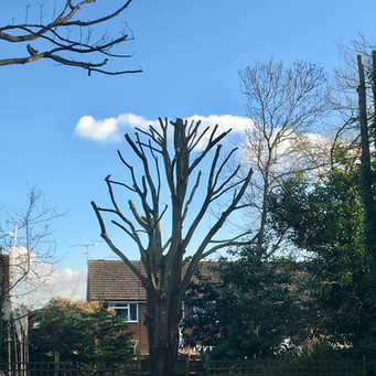 Bennetts Tree Care 008.jpeg