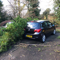 Bennetts Tree Care 021.jpeg