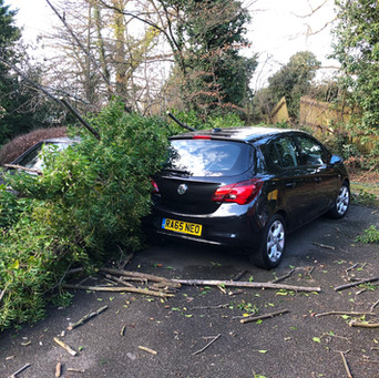 Bennetts Tree Care 021.jpeg