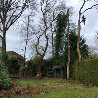 Bennetts Tree Care 017.jpeg