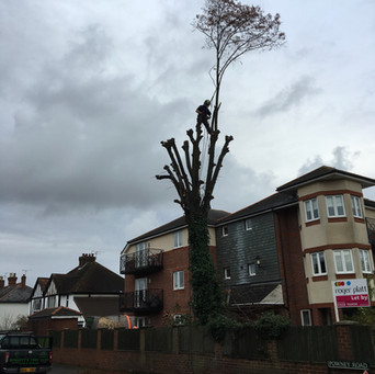 Bennetts Tree Care 009.jpeg