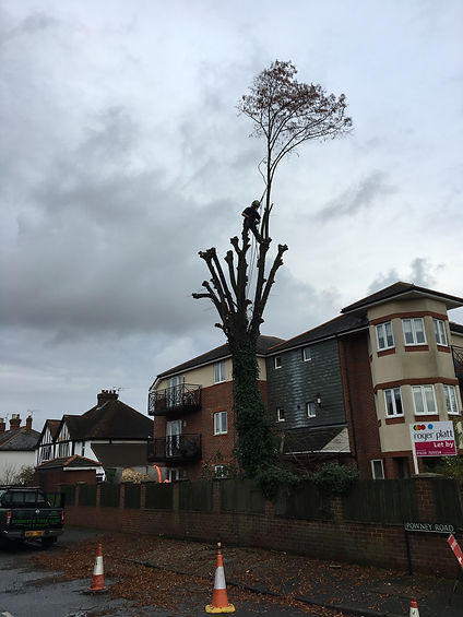 Bennetts Tree Care