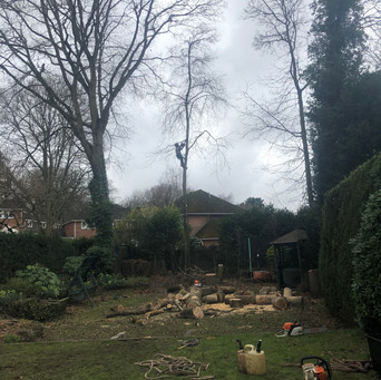 Bennetts Tree Care 018.jpeg
