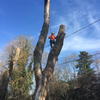 Bennetts Tree Care 007.jpeg