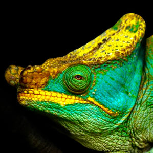 Chameleons of Madagascar