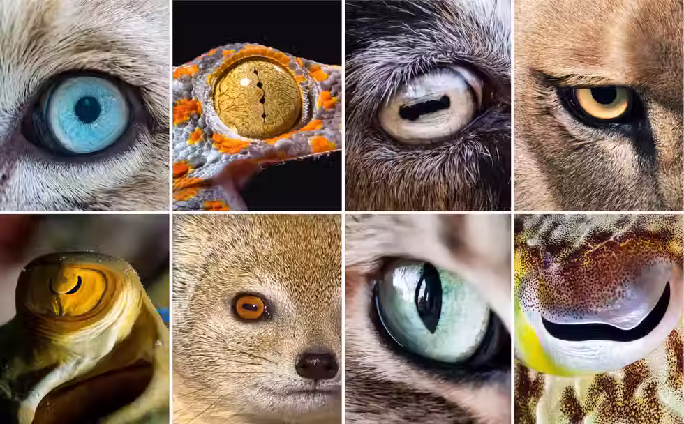 Night Vision: The Secret Behind the Cat s Eyes