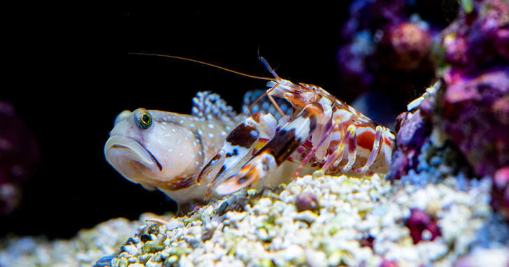 (Image: Goby Fish and a Pistol Shrimp living the life like buddies) (Image Source)