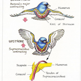 How Do Birds Fly?