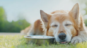 シニア犬にも生食はおすすめ?年齢とともに見直したい栄養の話