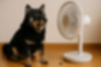 扇風機を独占する柴犬
