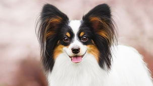 パピヨンの魅力 | 蝶の耳を持つ賢い小型犬 