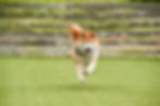 元気な柴犬