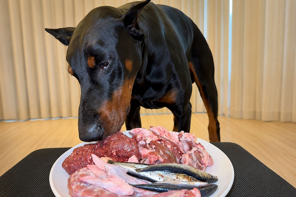 生食を目の前にしたドーベルマン