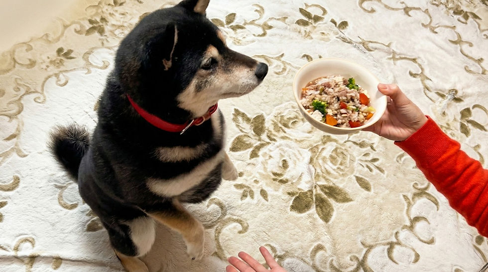 トッピングご飯を食べる柴犬