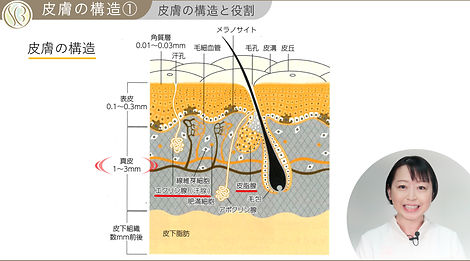 皮膚の構造①