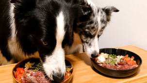 ボーダーコリとフレッシュフード