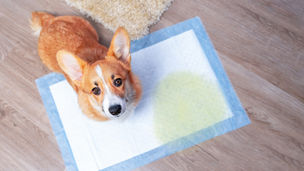 愛犬のおしっこの色が変？濃い・キラキラ・血尿の原因と病院へ行くサイン