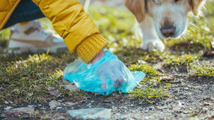 犬の下痢・水っぽいうんち、どこまで様子見？原因と対処法