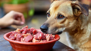 生肉を食べる犬