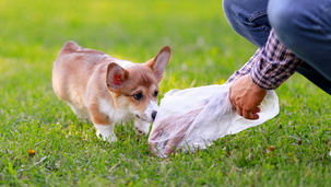 犬のうんちの色でわかること｜黒・緑・白・黄色・赤色などを一覧で解説