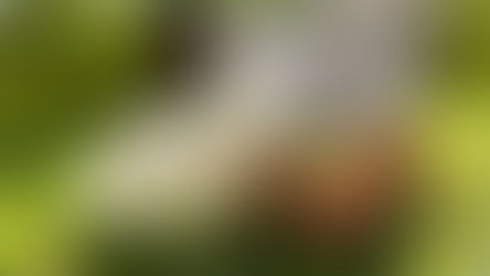 愛犬のうんちが白い!?「病気かも…」と焦る前に知っておきたい、原因とケア