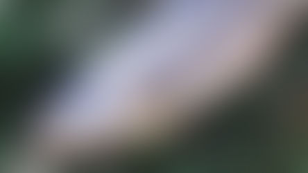 お魚って、こんなにすごい!愛犬の健康を支える“海のごちそう”ガイド