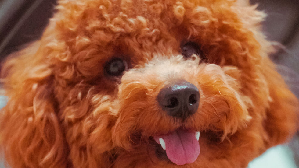 笑顔満開のトイプードル