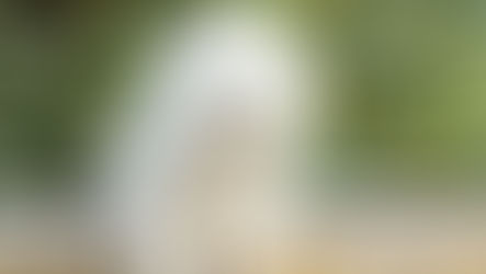 ビションフリーゼ