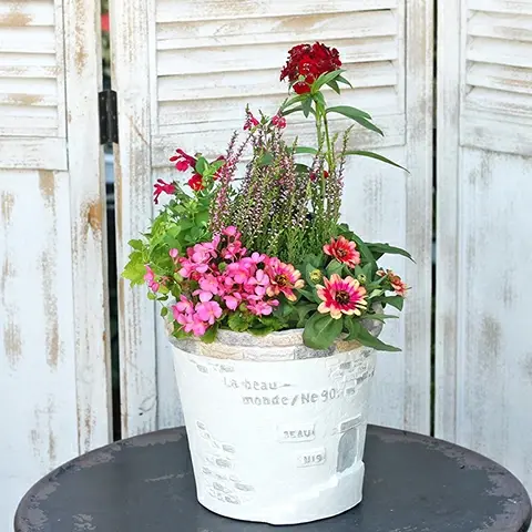 サムネイル： 季節の花苗6点おかせセット