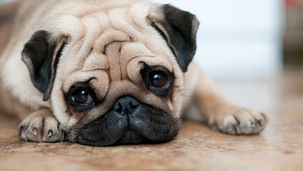 フレンチブルドッグ