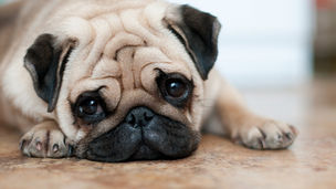 フレンチブルドッグ