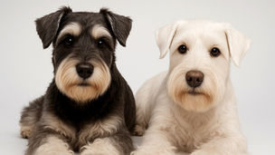 シュナウザーと楽しく暮らすための全知識｜性格・しつけ・おすすめフードまで