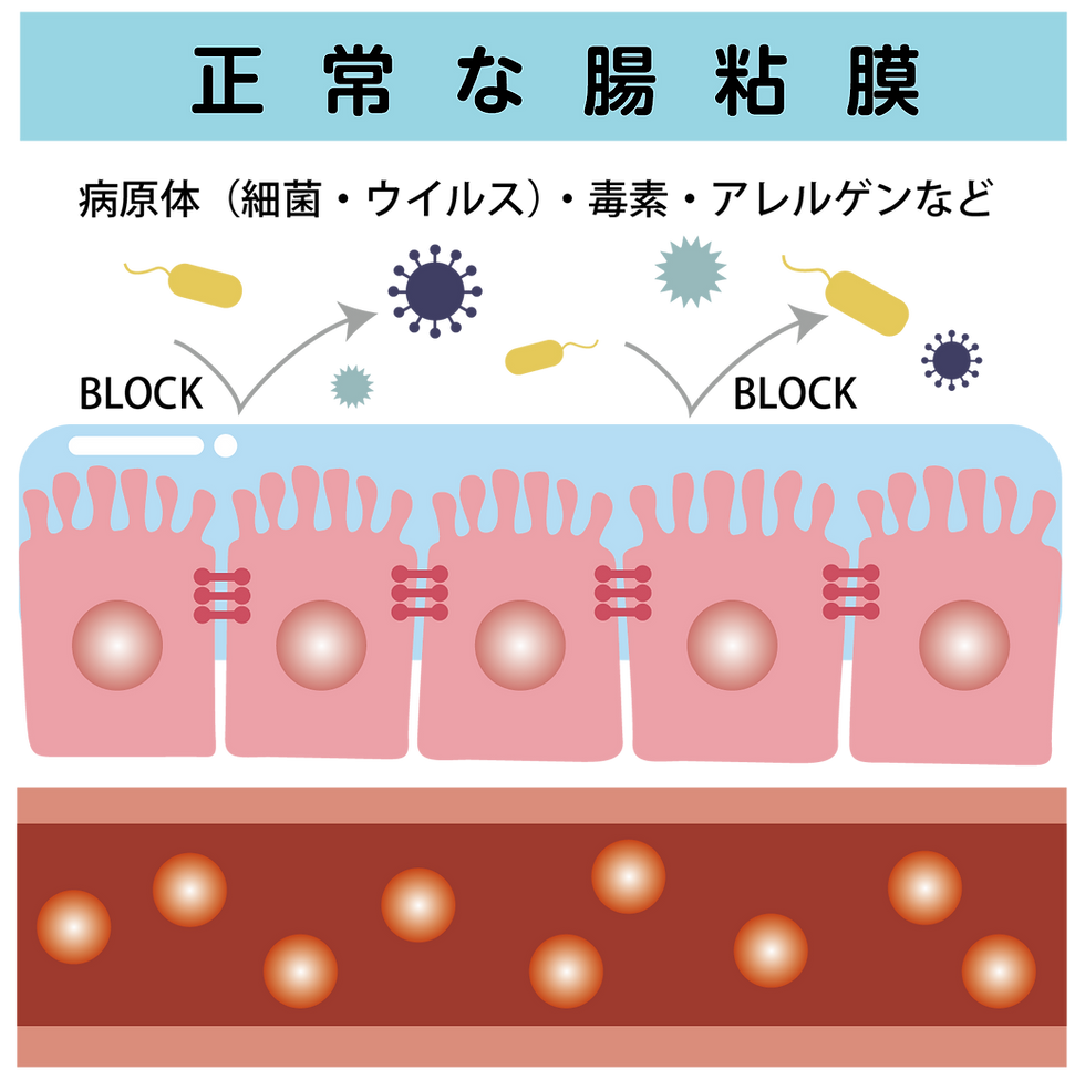 腸壁正常.png