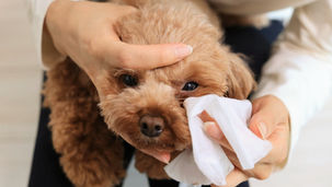 ワンちゃんの目ヤニ対策 完全ガイド