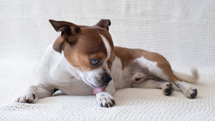 前足を舐める犬