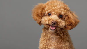 2匹のトイプードル