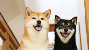 柴犬あるあるに共感!クスッと笑えて学べる5つの物語②