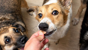 愛犬のおやつ、どんなものを選ぶべき？ 無添加の重要性とおすすめおやつのご紹介