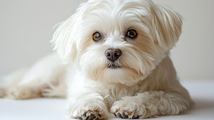 白い宝石、マルチーズとずっと一緒に|愛される理由と育て方