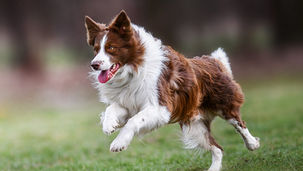 ワンちゃんの体内時計のびっくりリズムを科学で解説