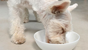 小型犬にも生食は向いてる?体の小さな子への与え方ガイド