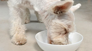 小型犬にも生食は向いてる？体の小さな子への与え方ガイド