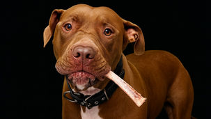 骨を食べるピットブル