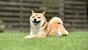 愛犬の「ゆるウンチ」は寒暖差が原因？今日から始める『美味しい腸活』