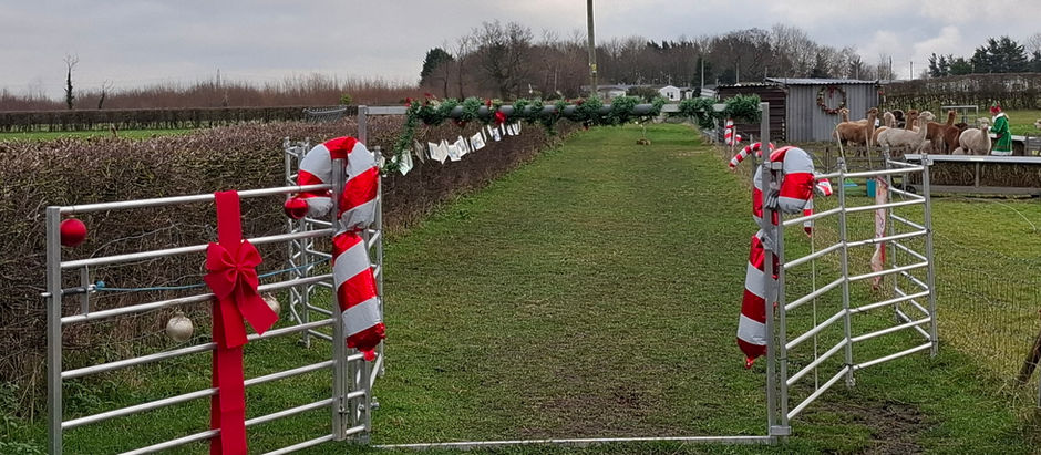 A Magical December at Artemis Alpacas: Paccamas with Our Reinpaccas 🎄🦙