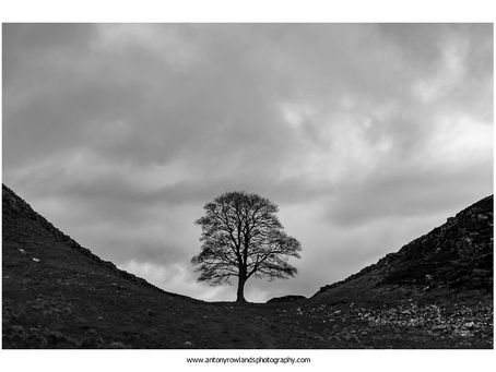 Sycamore Gap Tree.