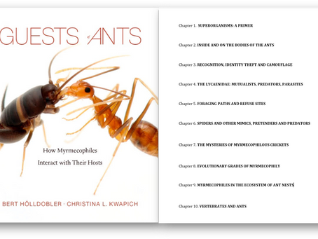 The Guests of Ants hits the shelves this week!