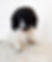 Rex-Male Shipoo 